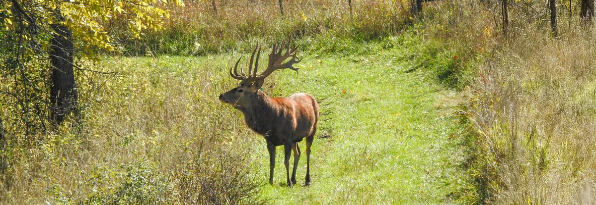 Trophy elk at Driftless Ranch