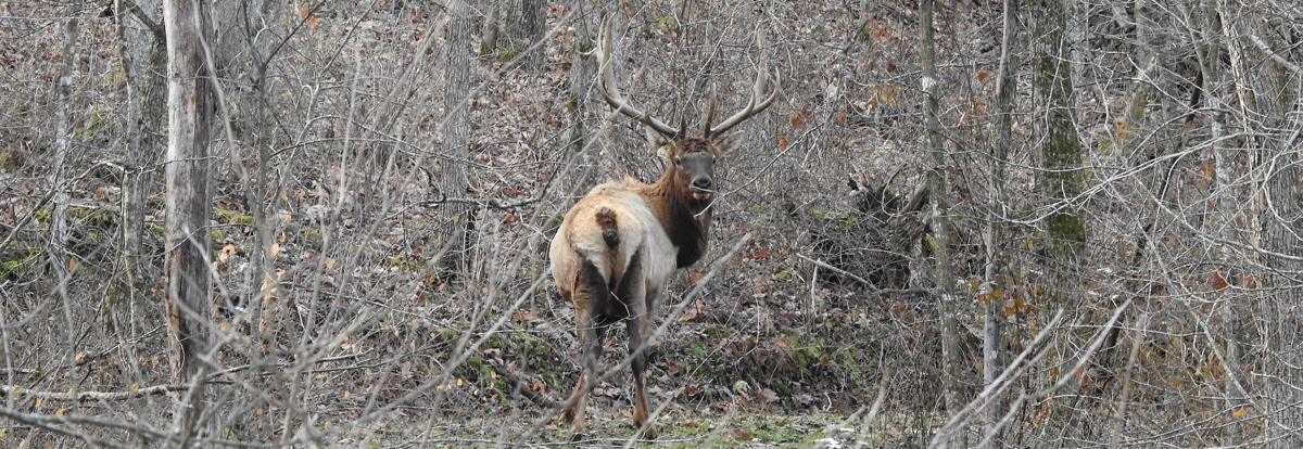 Elk in the Wisconsin Driftless region
